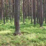 Nõuanded, kuidas ennetada metsa eksimist