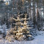 Jõulukuusk riigimetsast: RMK kutsub meelepärast jõulupuud valima