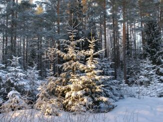 sobiv_kuusevotukoht